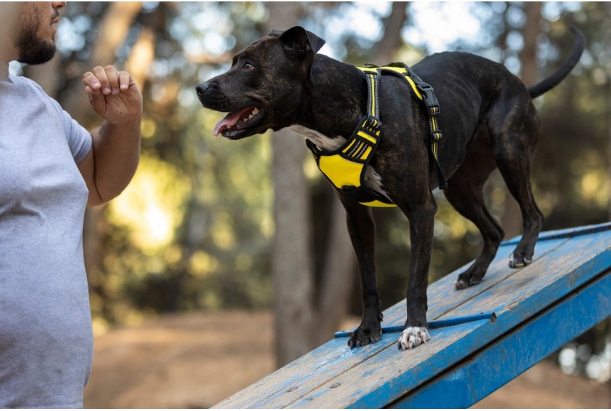 Dresūra ir jos nauda: kaip šunų mokykla padeda stiprinti ryšį tarp šeimininko ir šuns